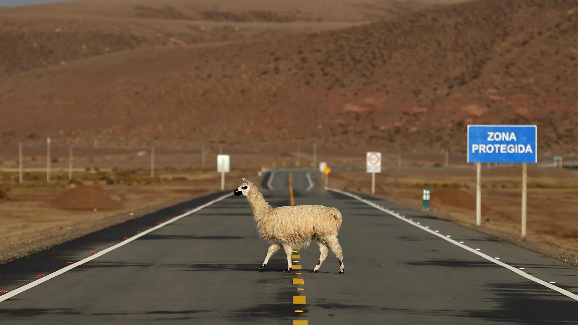 En la imagen, una llama cruza una carretera sobre el altiplano boliviano. Algo curioso que sucede en Bolivia es que es el país con el límite de velocidad más bajo del mundo en autopistas, con 80 km/hora; sin embargo, solo un 3% de los bolivianos acostumbra a usar el cinturón de seguridad | Fuente: EFE/Paolo Aguilar