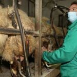 El joven ganadero conquense Felipe Carlos Parreño en la sala de ordeño de la explotación ganadera de ovino de raza Awassi en Fuentes de Nava (Palencia)