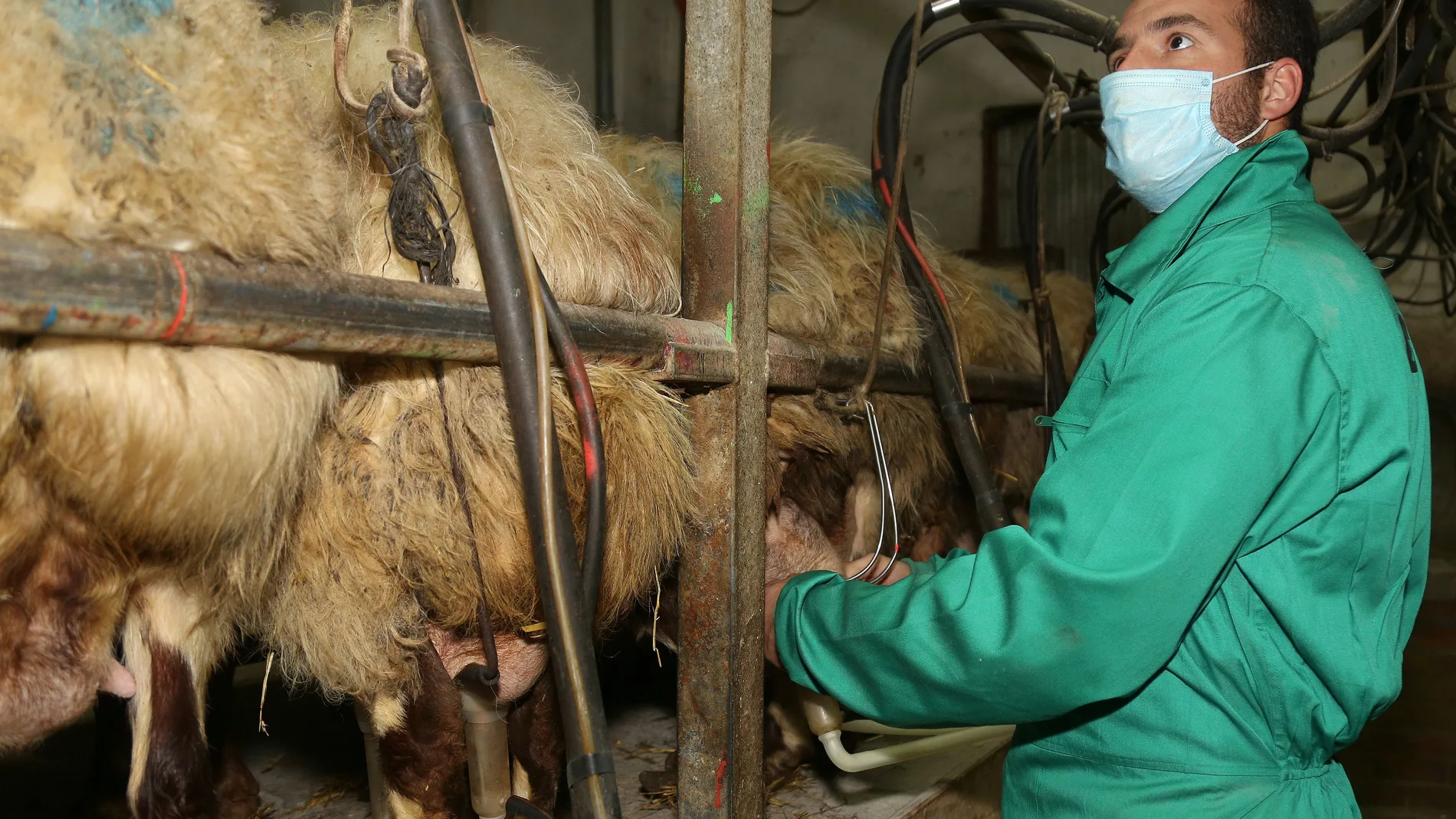 El joven ganadero conquense Felipe Carlos Parreño en la sala de ordeño de la explotación ganadera de ovino de raza Awassi en Fuentes de Nava (Palencia)