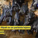 Alerta por otro virus proveniente de murciélagos: “está más extendido de lo que se pensaba”