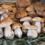 Cesta con Boletus edulis.