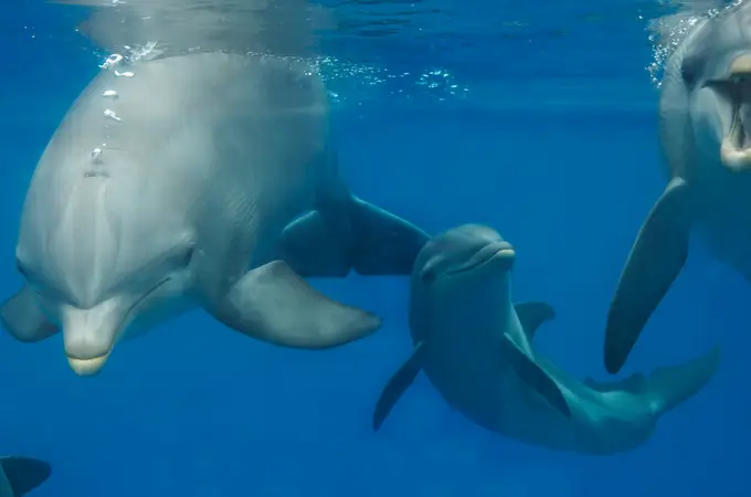 Descubren cómo los delfines bucean sin desmayarse