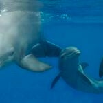 El delfín nacido el l'oceanogràfic en el confinamientoOCEANOGRÀFIC (Foto de ARCHIVO)15/09/2020