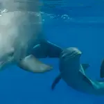 El delfín nacido el l&#39;oceanogràfic en el confinamientoOCEANOGRÀFIC (Foto de ARCHIVO)15/09/2020
