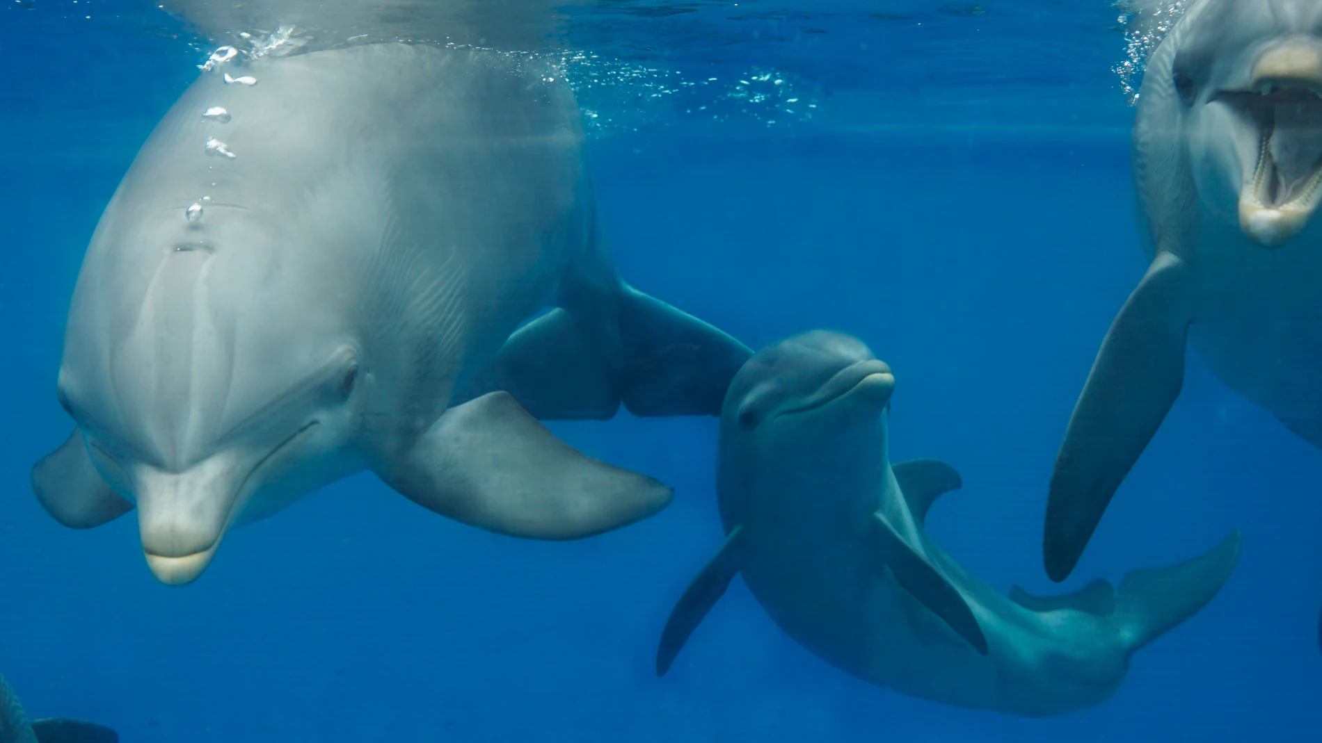 El delfín nacido el l'oceanogràfic en el confinamientoOCEANOGRÀFIC (Foto de ARCHIVO)15/09/2020