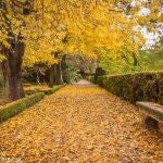 Caminos del Real Jardín Botánico con celtis sinensis.