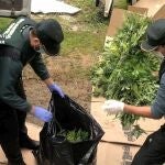 Tres detenidos y más de 100 kilos de marihuna incautados en una plantación de interior en una vivienda de Santa Cruz de Pinares (Ávila)