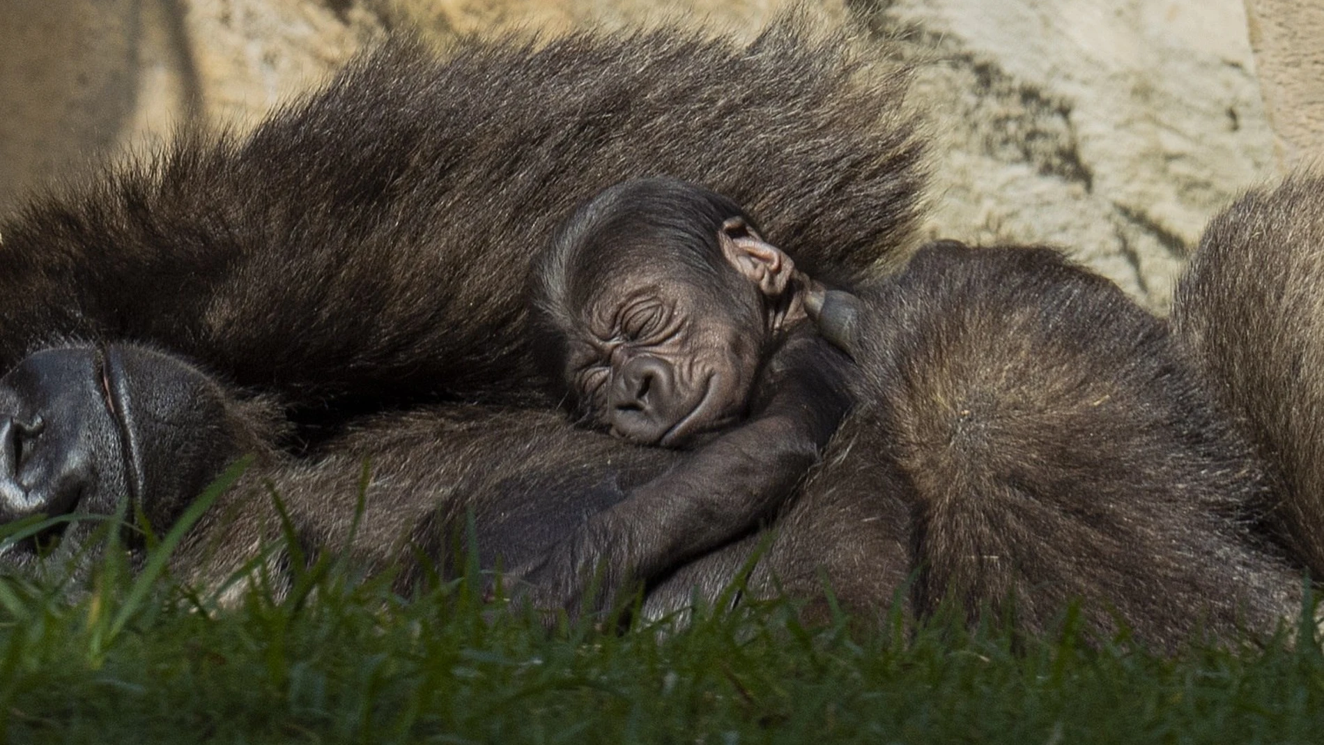 La gorila Buu abraza a su cría, un macho nacido el pasado 7 de noviembre que se encuentra en perfecto estado de salud siendo el primer gorila que nace en Andalucía