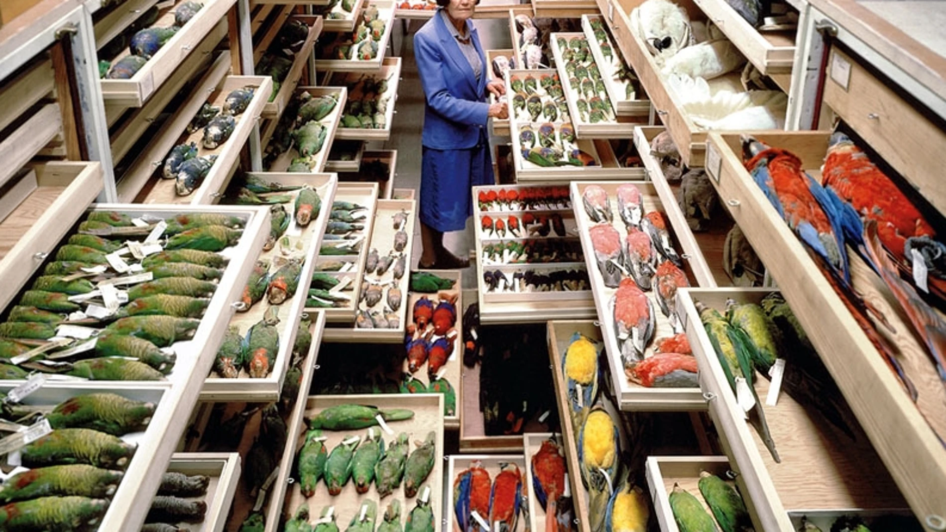 Colección de aves del Smithsonian