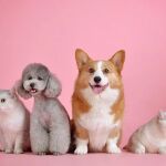 Un perro, por muy domesticado y por muy inofensivo que pueda parecer, sigue teniendo unos instintos de supervivencia que han sido perfeccionados durante siglos