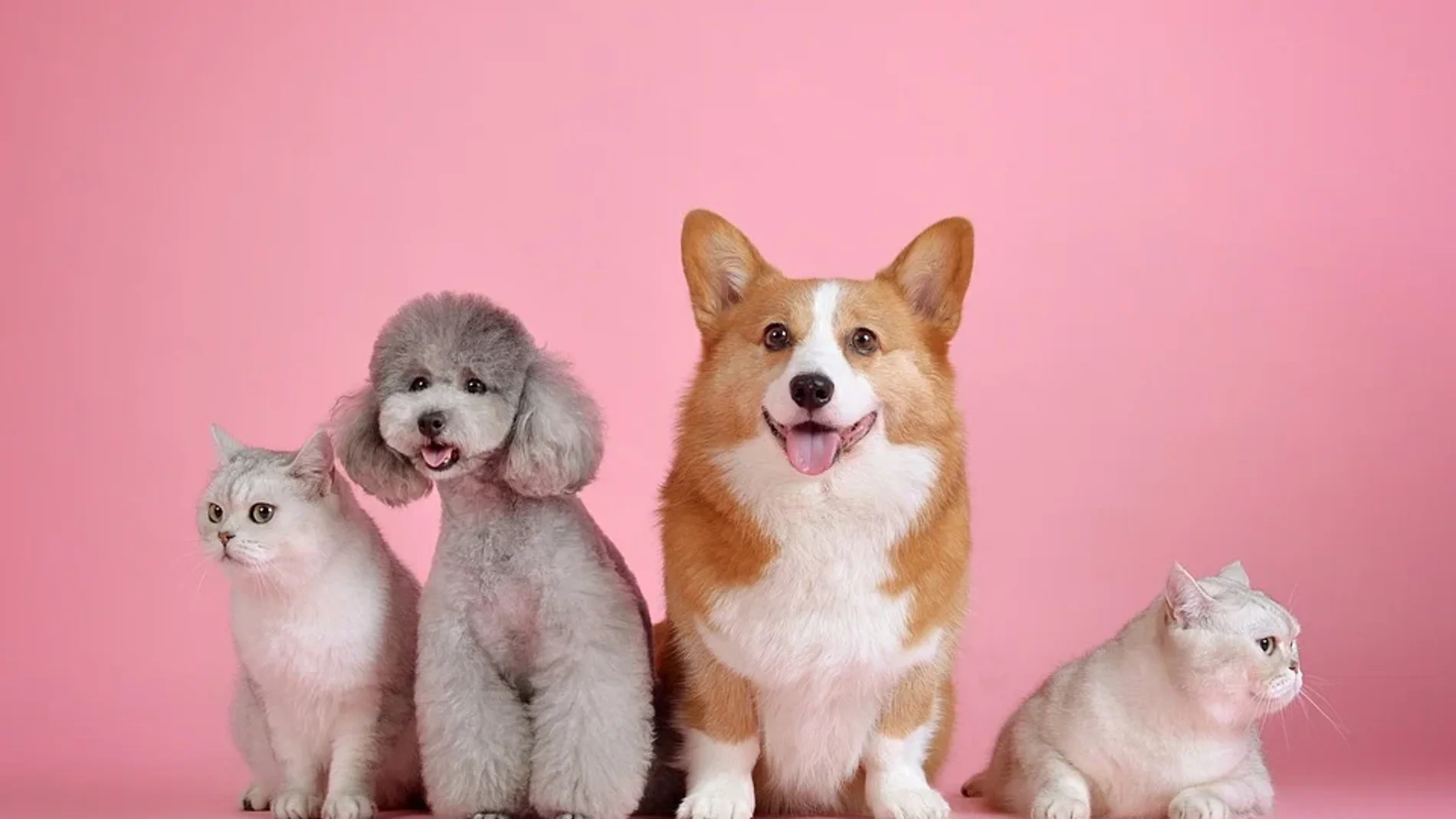 Un perro, por muy domesticado y por muy inofensivo que pueda parecer, sigue teniendo unos instintos de supervivencia que han sido perfeccionados durante siglos