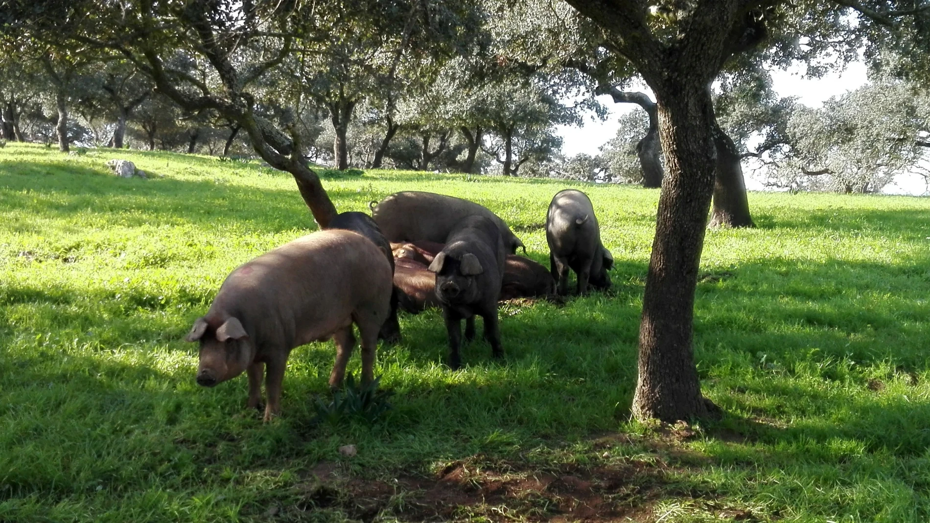 Ejemplares de cerdo ibérico.COOPERATIVAS AGROALIMENTARIAS. (Foto de ARCHIVO)10/12/2018