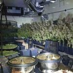 La Policía Nacional desmantela una plantación de marihuana en una chatarrería de Sant Feliu de Llobregat. POLICÍA NACIONAL