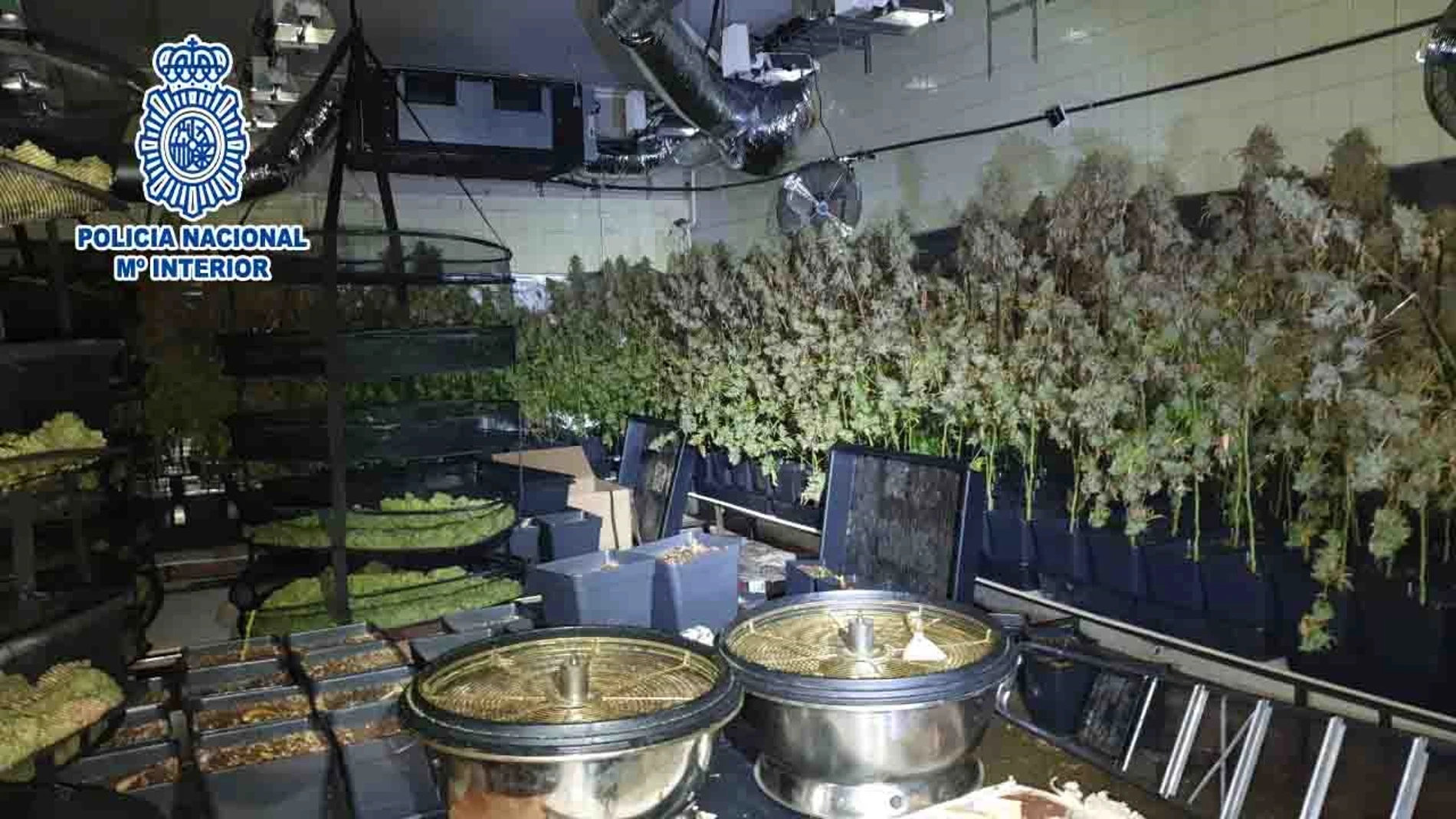 La Policía Nacional desmantela una plantación de marihuana en una chatarrería de Sant Feliu de Llobregat. POLICÍA NACIONAL