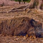 La peste Porcina Africana puede afectar a los jabalíes españoles y no existe tratamiento para dicha enfermedad