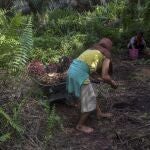 Una mujer trabaja en una plantación en Sumatra, Indonesia