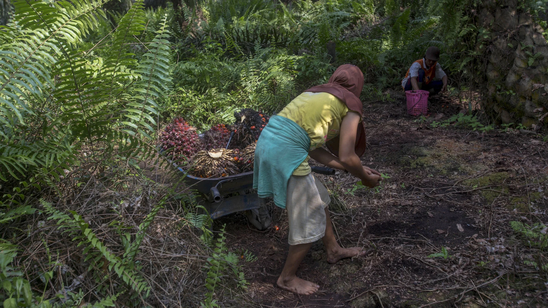 Una mujer trabaja en una plantación en Sumatra, Indonesia