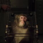 Darren, el macaco generado por ordenador para la película "La Fuente de la Vida"