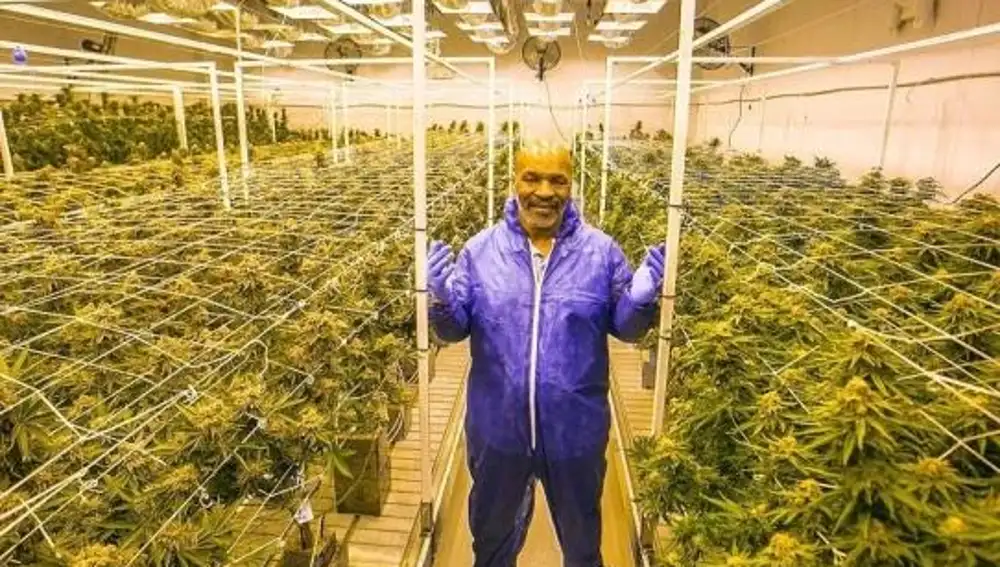 Mike Tyson en su plantación de marihuana