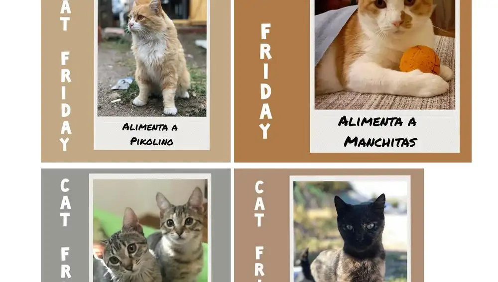 Del Black Friday al Cat Friday: la solidaridad antes que el consumismo