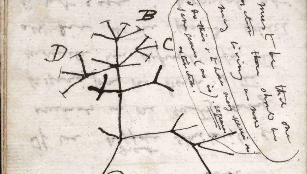 Imagen del árbol de la vida dibujado por Darwin en un cuaderno de notas