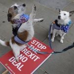 Dos perros vestidos con consignas proeuropeas protestan contra el Brexit frente al Parlamento británico