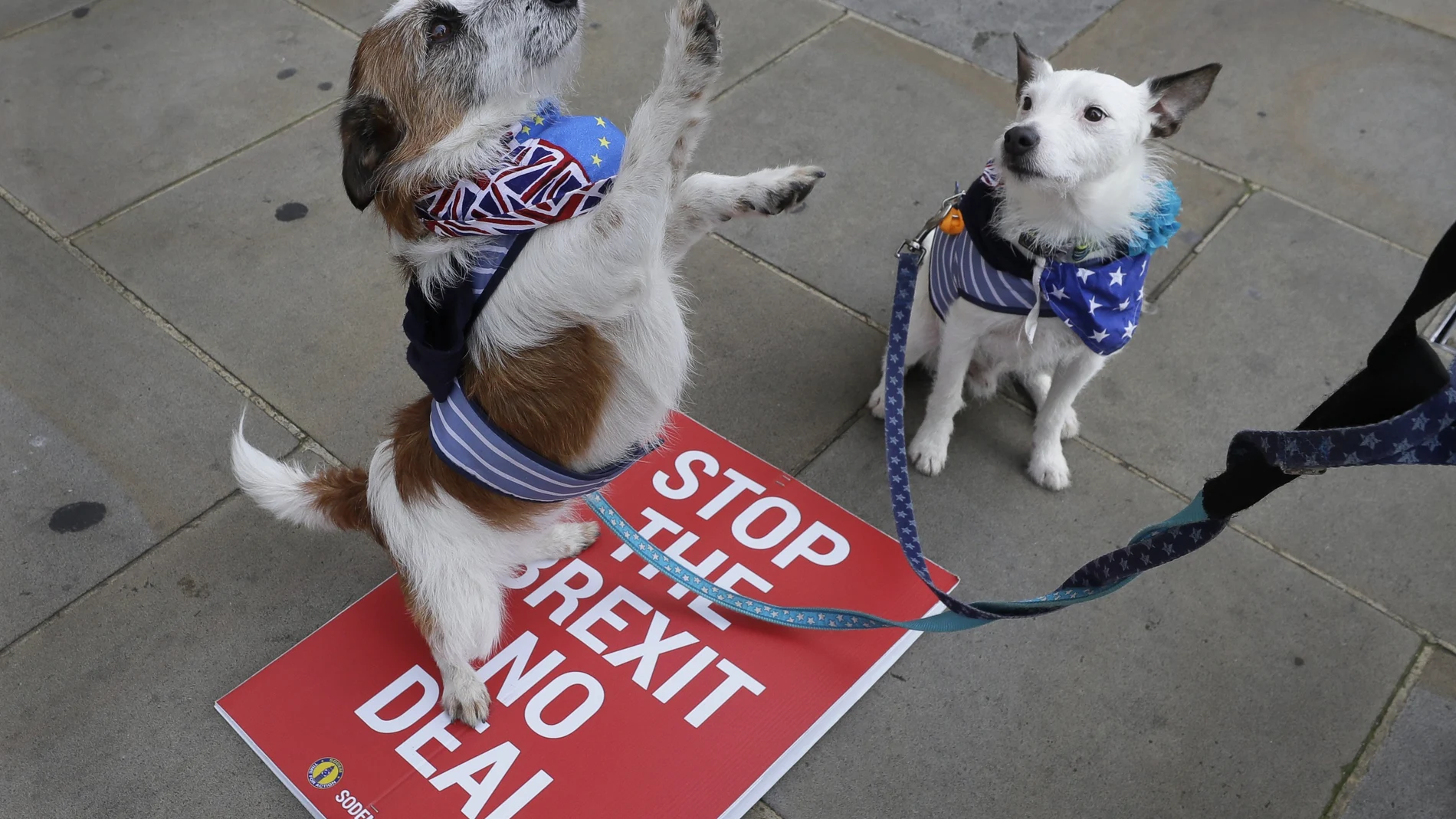 Dos perros vestidos con consignas proeuropeas protestan contra el Brexit frente al Parlamento británico