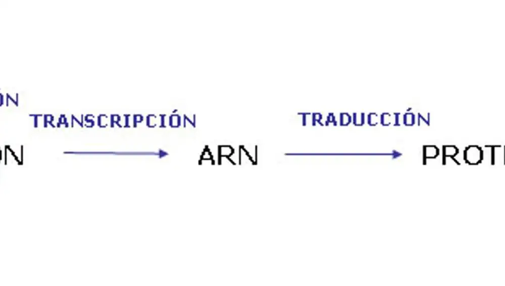 Ilustración del llamado &quot;dogma central de la biología molecular&quot;. El ADN se copia en un proceso denominado replicación, esta copia se transforma en ARN en la transcripción y finalmente, el ARN se traduce en proteínas ya fuera del núcleo con la ayuda de los ribosomas.