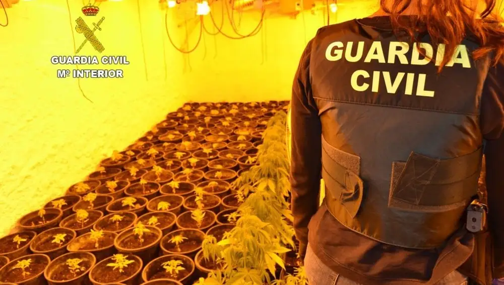 Imágenes de las plantaciones indoor incautadas durante la Operación Watio.SUBD. GOBIERNO EN LEÓN.27/11/2020