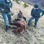 Imagen de la osa abatida este domingo de un disparo en Fuentes Carrionas