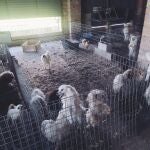 Criadero ilegal de perros de raza localizado en Vegas del Genil (Granada)