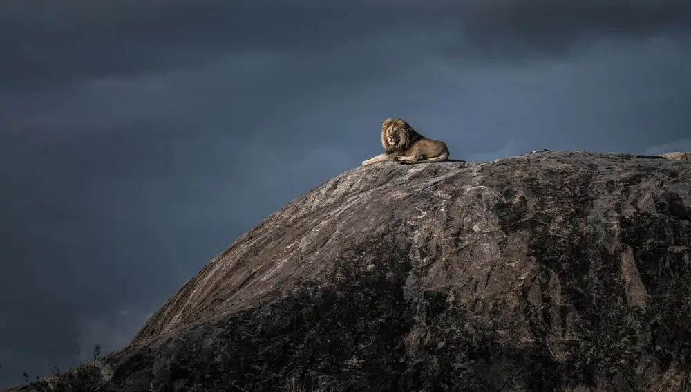 'Lion king', fotografía de Wim van den Heever
