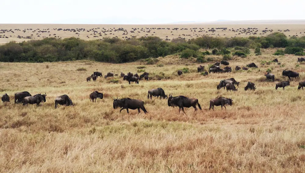 Manadas de ñus en Kenia.