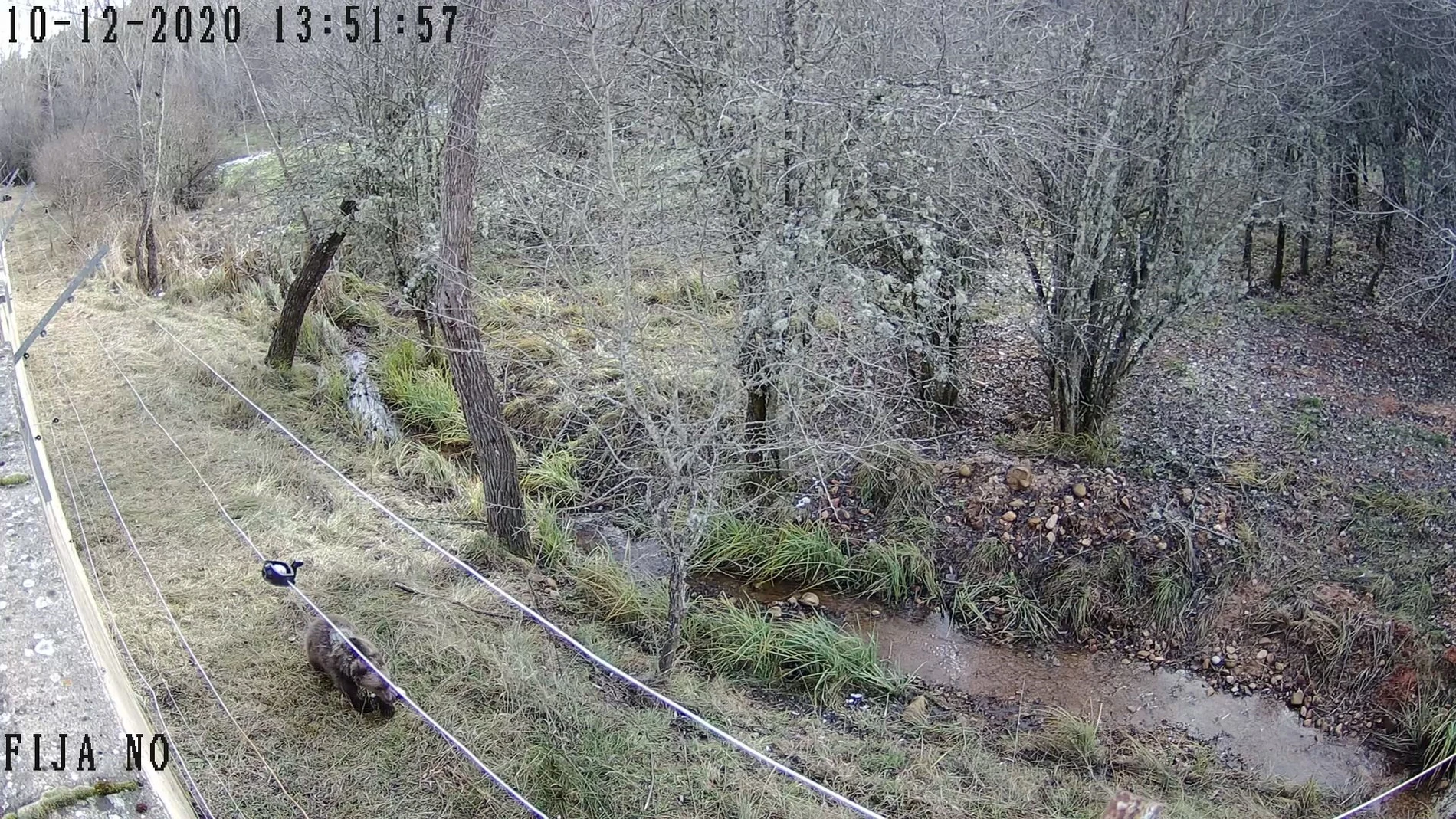 La osezna Éndriga, trasladada al recinto de aclimatación de osos pardos de la finca de Valsemana (León)