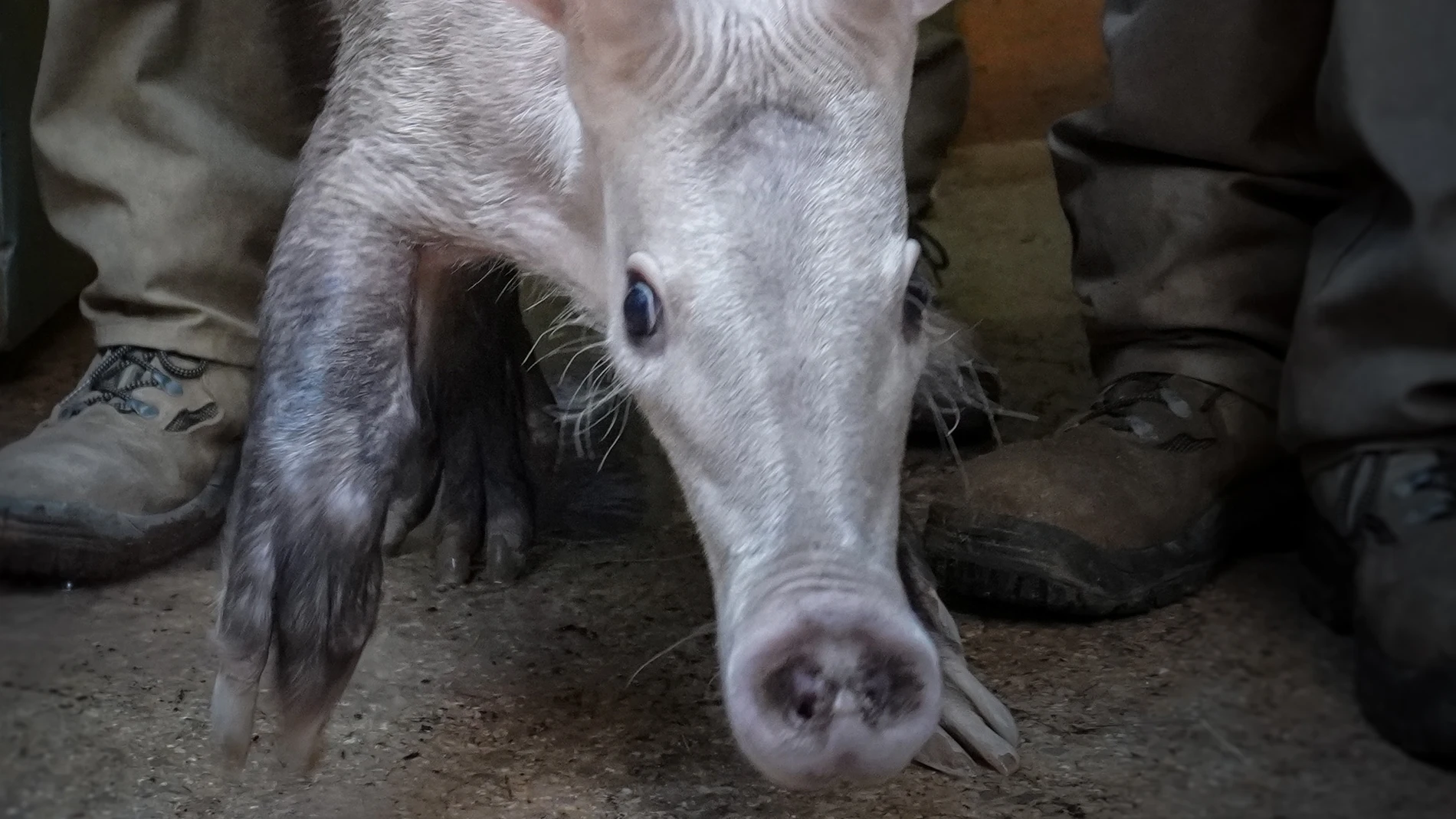 Indi es la última cría de oricteropo que nació en BIOPARC Valencia el 15 de abril del 2019