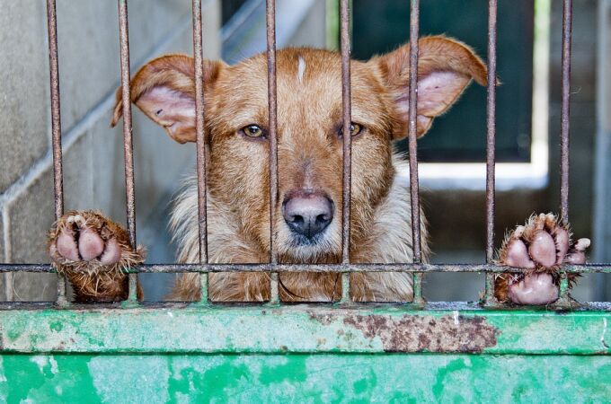 Cada año 183.000 perros son abandonados en nuestro país