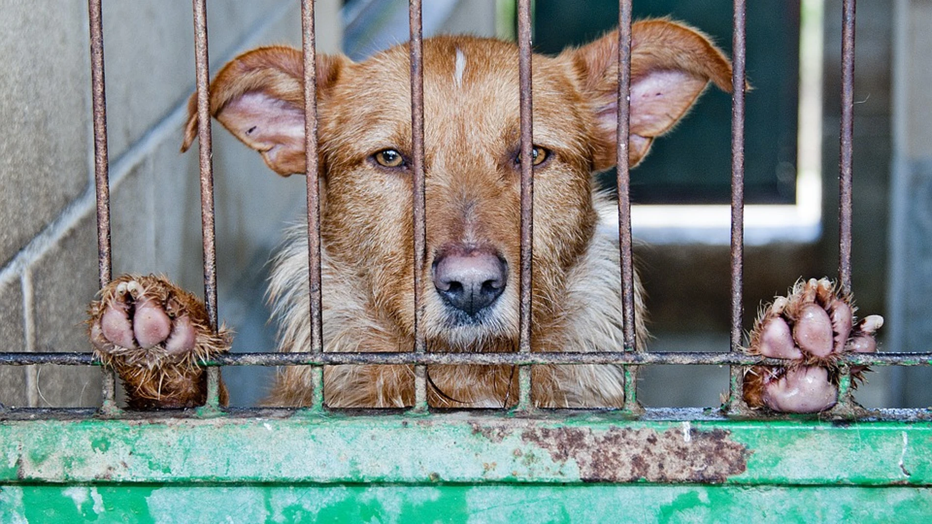 Cada año 183.000 perros son abandonados en nuestro país