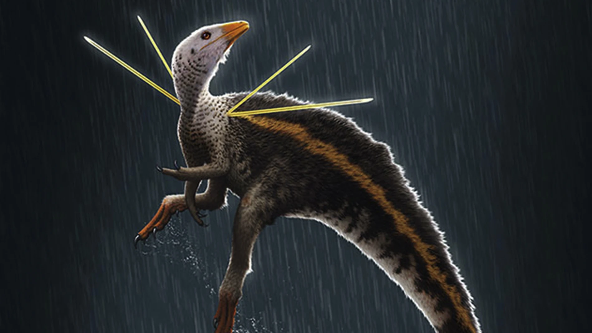 Descubren un nuevo dinosaurio con cresta y largas plumas de exhibición