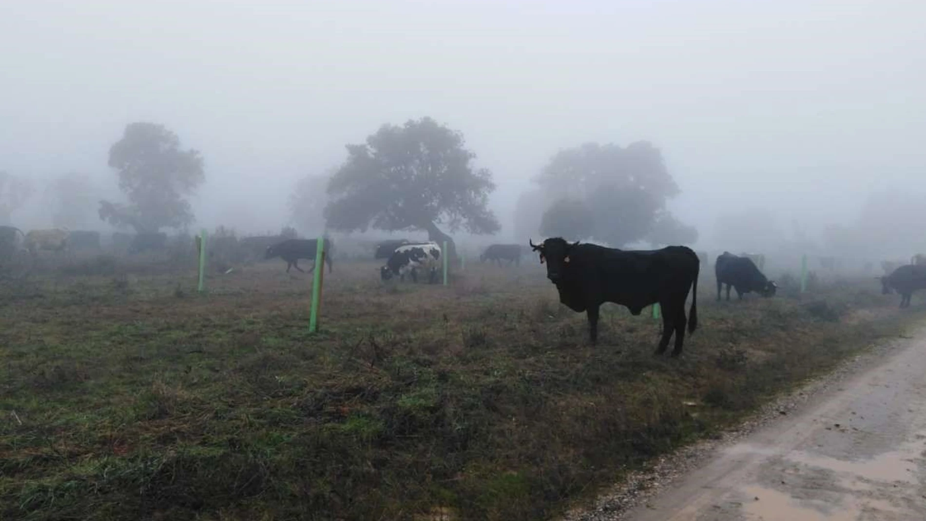 La niebla vuelve a ser protagonista en las mañanas de Castilla y León