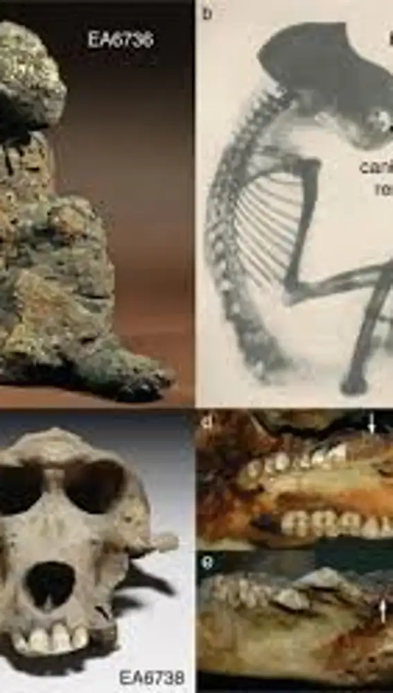 Momias y cráneos de babuinos de la época del Antiguo Egipto