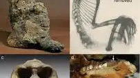 Momias y cráneos de babuinos de la época del Antiguo Egipto