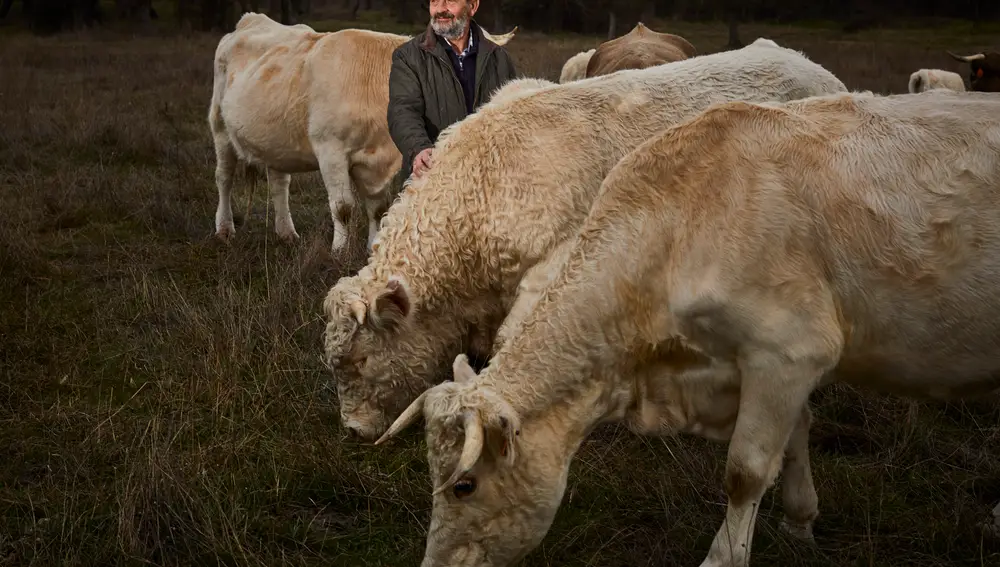 En la imagen el ganadero Alberto Arroyo de Soto del Real da de comer a sus vacas en el prado de Soto del Real
