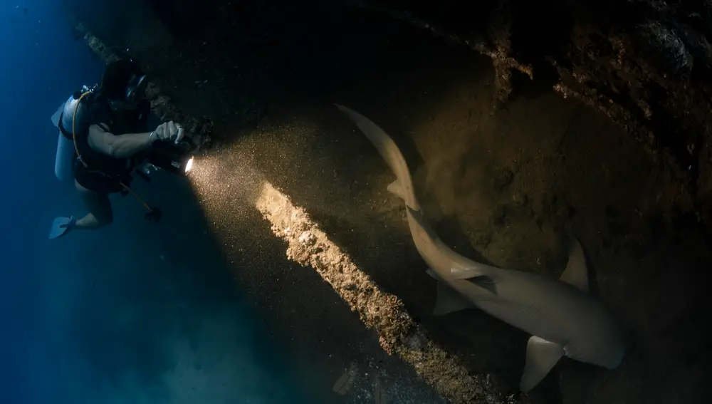 Un tiburón nodriza en el interior de un pecio en Maldivas