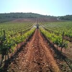 Los agricultores valencianos estiman en 20 millones las pérdidas de viticultores y reclaman medidas
