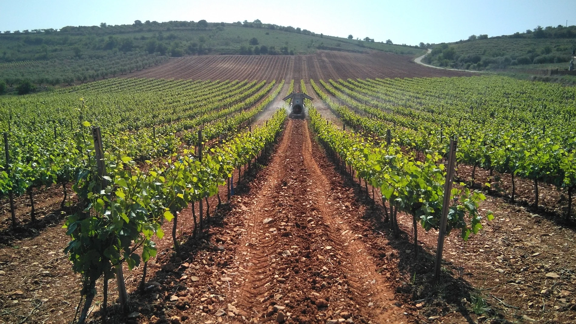 Los agricultores valencianos estiman en 20 millones las pérdidas de viticultores y reclaman medidas