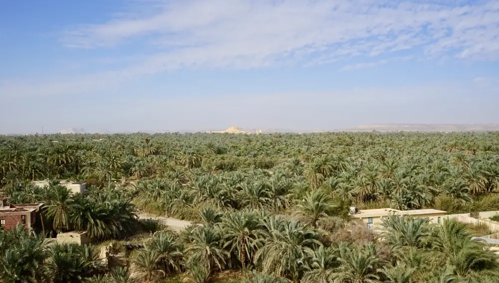 300.000 palmeras y 70.000 olivos conforman el Oasis de Siwa.