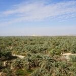 300.000 palmeras y 70.000 olivos conforman el Oasis de Siwa.