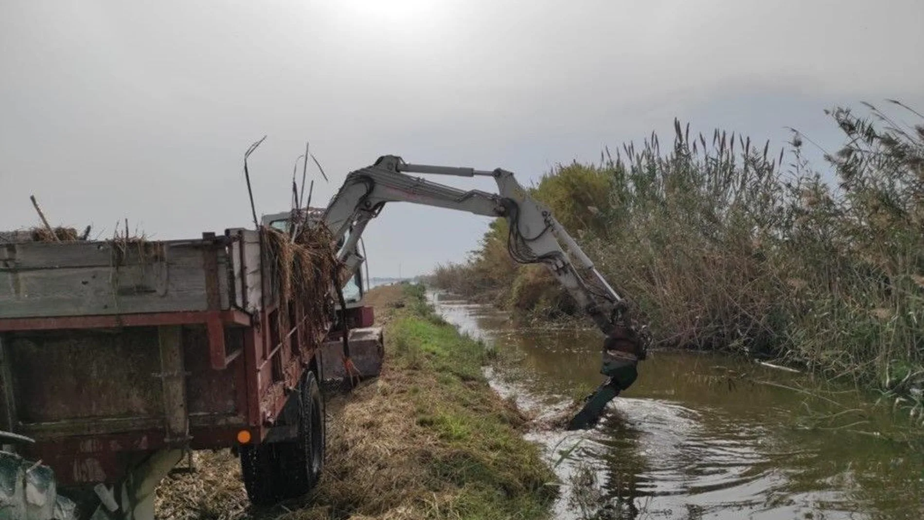 Un tractor y una pala retiran restos de cañas en la Albufera