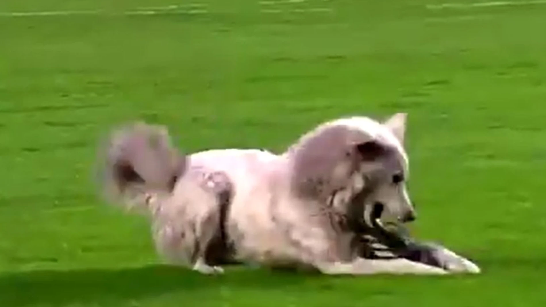 El perro "Cachito", protagonista del partido entre The Strongest y Nacional Potosí