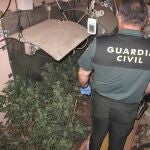 Un agente de la Guardia Civil en una plantación de marihuana